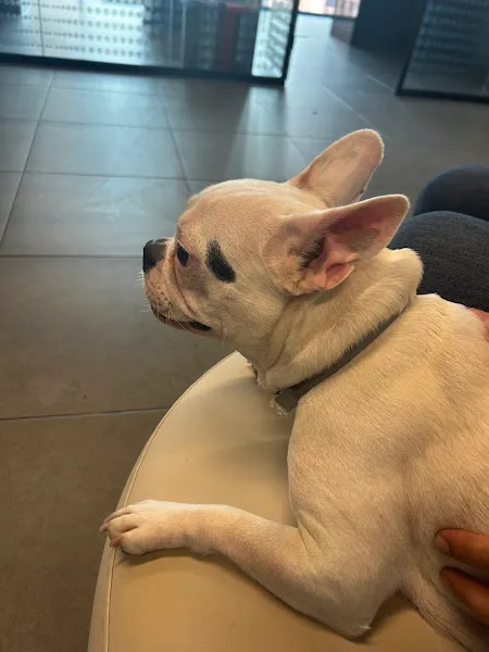 Ümraniye Vetumay Pet ve Kuş Veteriner Kliniği foto 2
