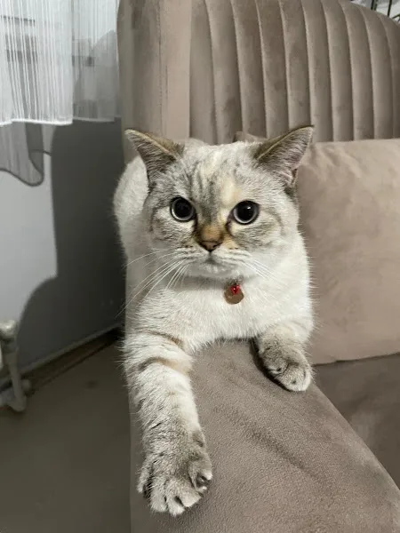 Darıca Veteriner Kliniği foto 2