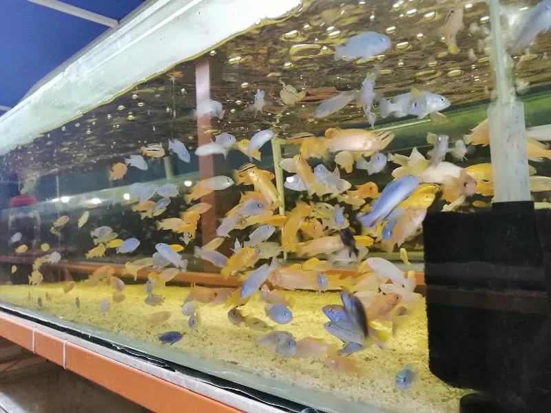 Mr Faruk Petshop foto 2