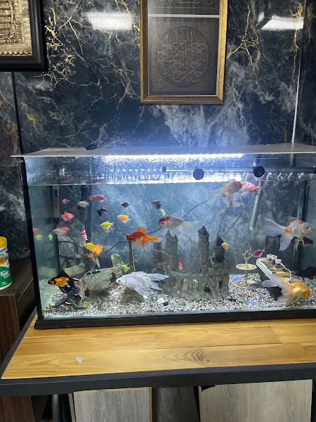 Okyanus Akvaryum Pet Store foto 2