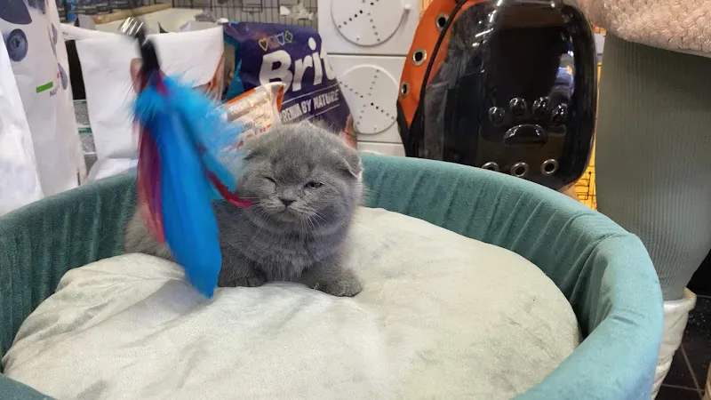 GÖZDE PETSHOP AKVARYUM foto 2