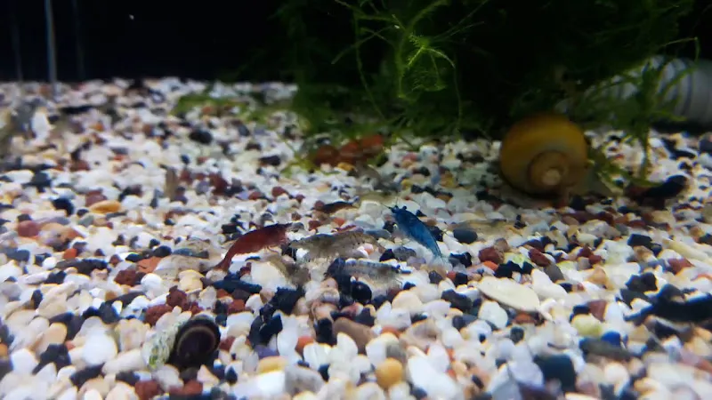 Aksan Akvaryum foto 2