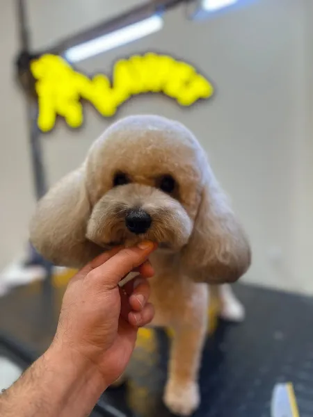Kavpet Petshop & Pet Kuaför foto 2