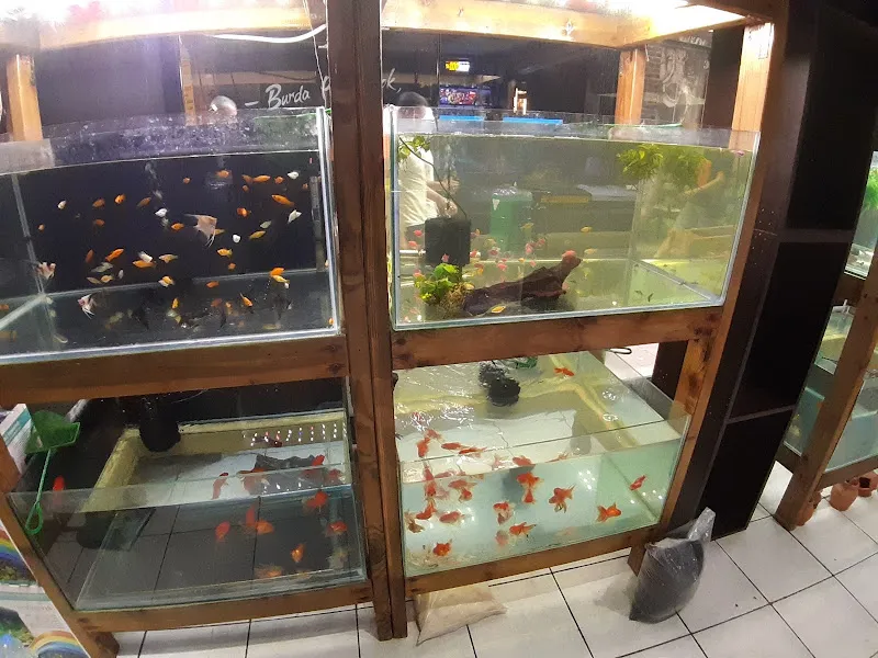 Pet Shop Marketim - Kocaeli ve İzmit Akvaryum Mağazası foto 2
