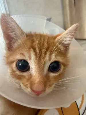 Sempati Veteriner Kliniği