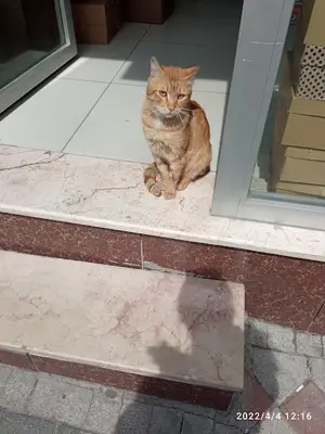 Sultangazi Belediyesi Sahipsiz Hayvan Geçici Bakımevi fotoğrafı