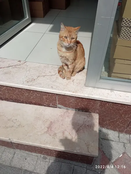 Sultangazi Belediyesi Sahipsiz Hayvan Geçici Bakımevi foto 1