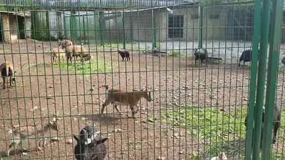 Gökçebey Çanakcılar Hayvanat Bahçesi