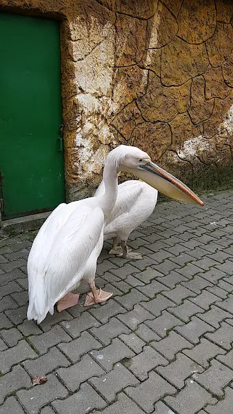 Gökçebey Çanakcılar Hayvanat Bahçesi foto 2