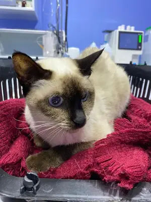 Pet Home Veteriner Kliniği
