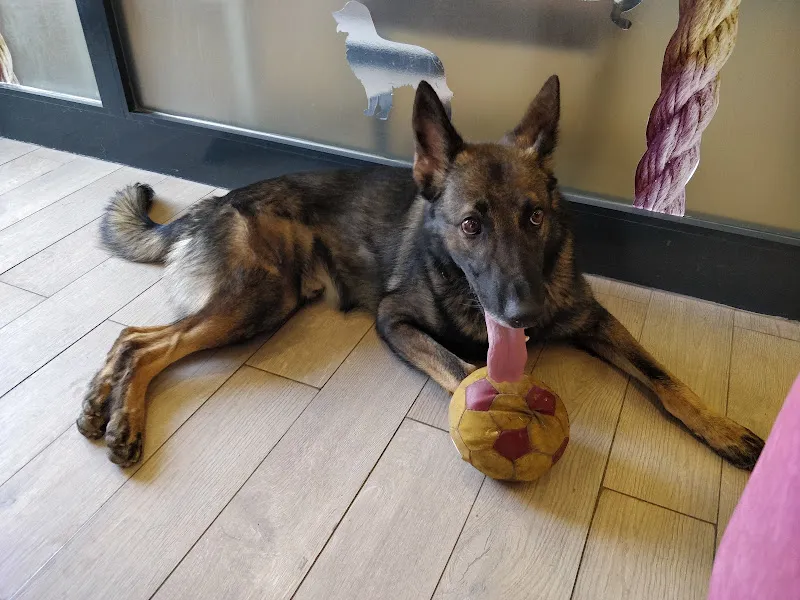 Pet Point Tuğba Veteriner Kliniği foto 2