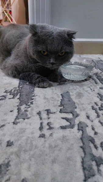Acar veteriner kliniği foto 2