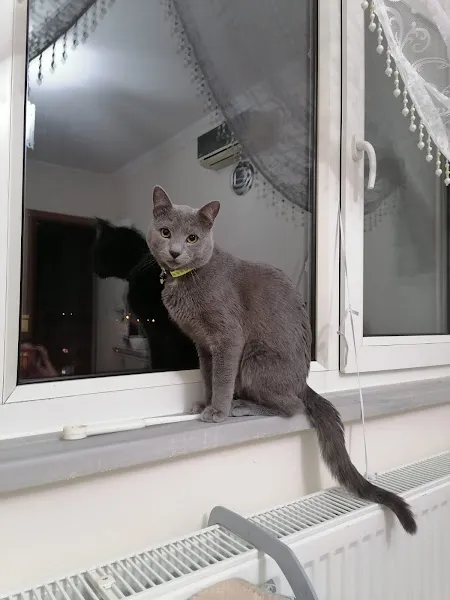 Derzelas Veteriner Kliniği foto 2