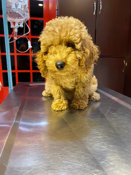 Gülçin Eker Pet Veteriner Kliniği foto 2