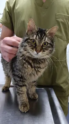 Şirinyalı Veteriner Kliniği ( 7/24 Nöbetçi Acil Veteriner Kliniği )