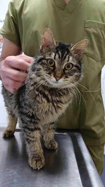 Şirinyalı Veteriner Kliniği ( 7/24 Nöbetçi Acil Veteriner Kliniği ) foto 1