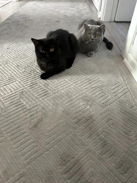 Çankırı Myvet Veteriner Kliniği foto 2
