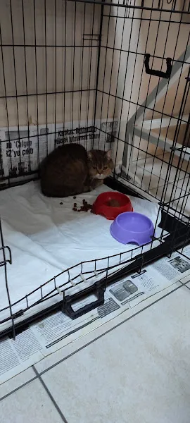 Animal Veteriner Kliniği foto 1