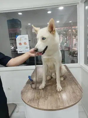 Patiland Veteriner Kliniği