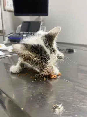 Animazone Veteriner Kliniği