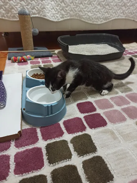 Islakburun Veteriner Kliniği foto 2