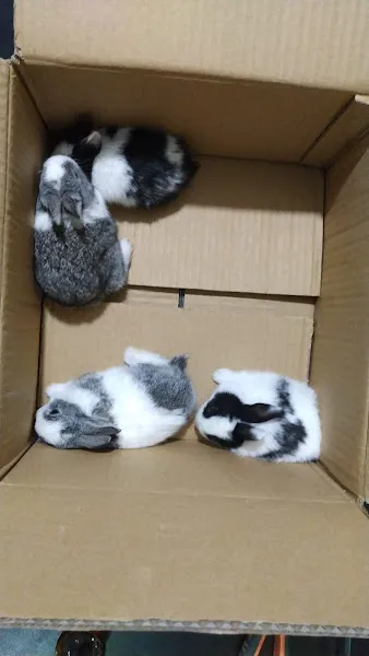 Parlar Akvaryum-Pet Shop foto 2