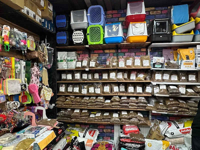 Nuhun GEMİSİ petshop foto 2