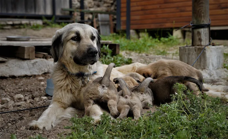 MİLAS HERMİAS PET VETERİNER KLİNİĞİ foto 2