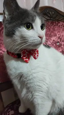 Vet Extra Güneşevler Veteriner Kliniği