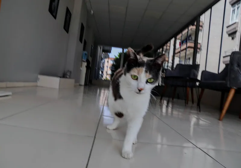 Vera Veteriner Kliniği foto 2