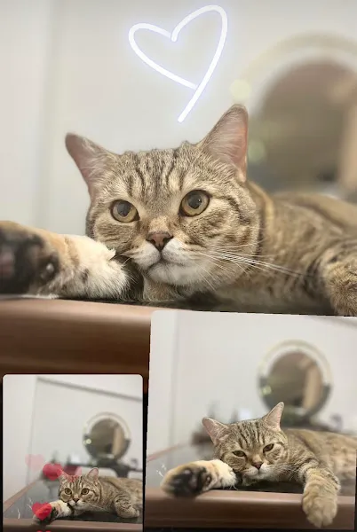 Şen-vet Veteriner Kliniği foto 2