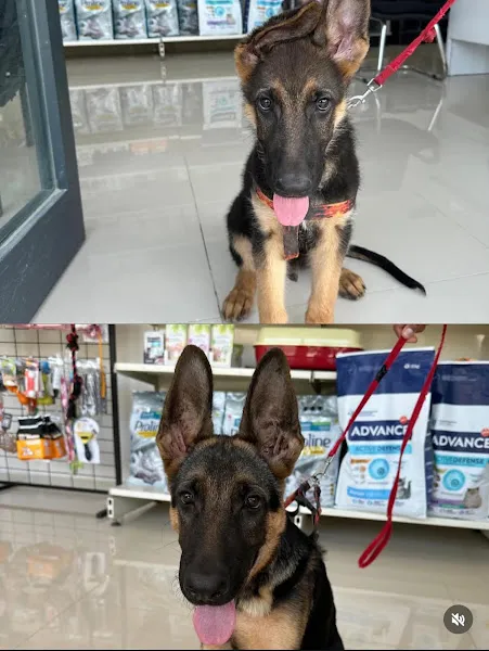 Alpvet Veteriner Kliniği foto 2