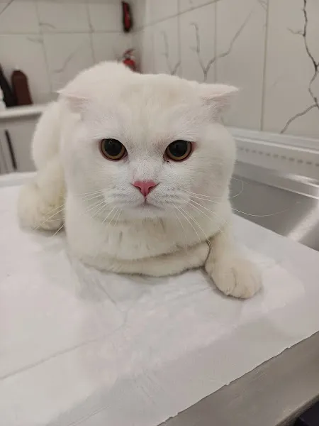Can Yoldaş Veteriner Kliniği foto 2