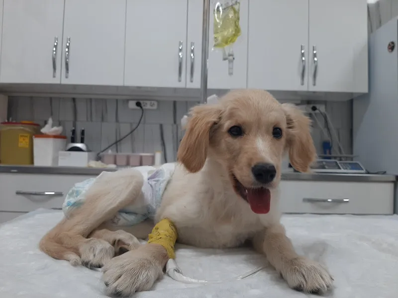 Empati Veteriner Kliniği foto 2