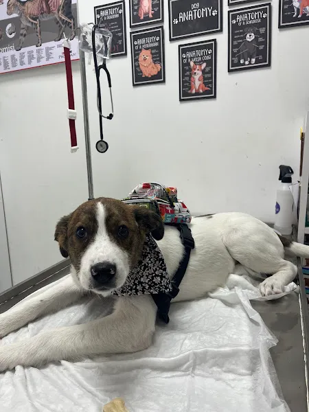Egem Veteriner Kliniği foto 2