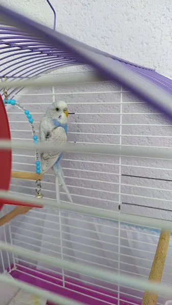 8 Kasım Pet Shop foto 2
