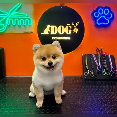 Doğa Pet Grooming & Çerkezköy Pet Kuaför