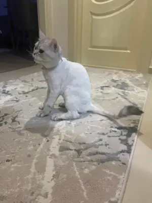 Urla pet kuaför fotoğrafı