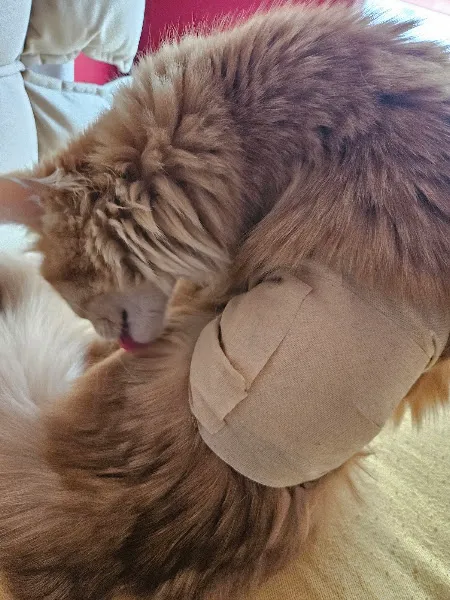 Afacan Veteriner Kliniği foto 2