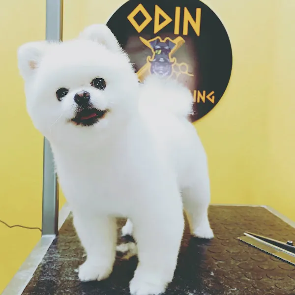 ODIN Pet Kuaför Emre Serter & Gökhan Dinç foto 1