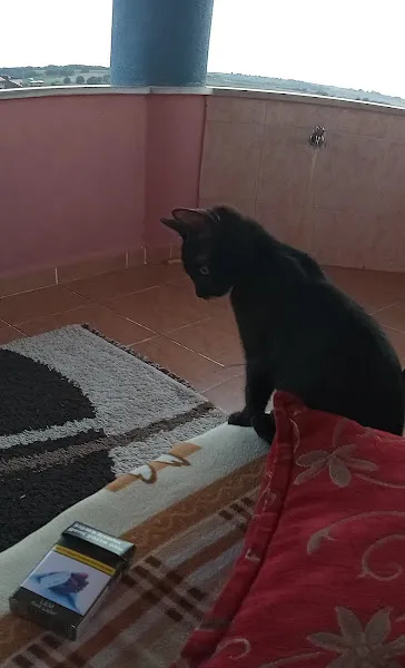 Bravo Veteriner Kliniği foto 2