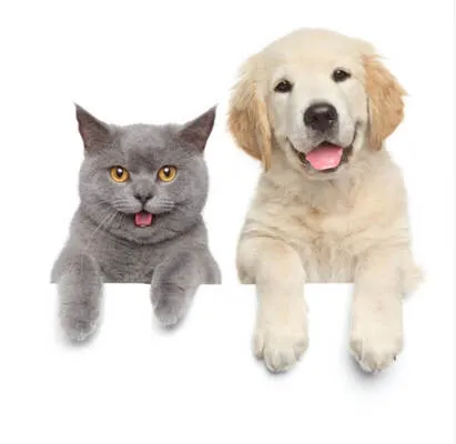 Nuhun gemisi veteriner kliniği foto 2