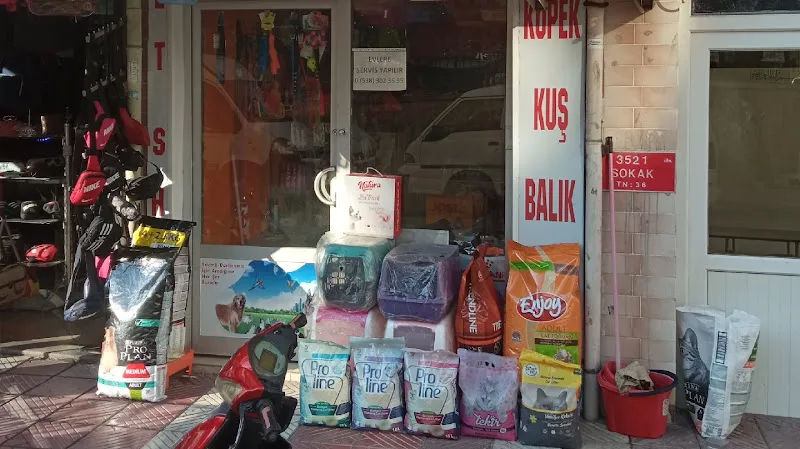 yiğitaras petşhop foto 2