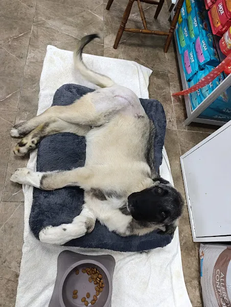 Pet life veteriner klinigi foto 1