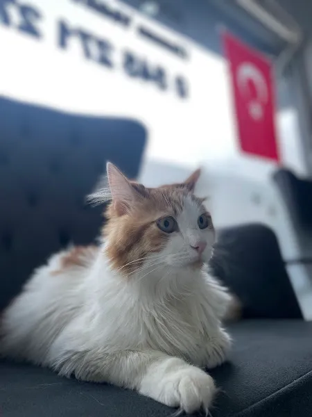 Silivri Petmedux Veteriner Kliniği foto 2