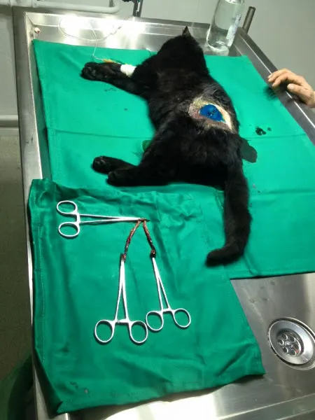 İNCİPET VETERİNER KLİNİĞİ foto 2