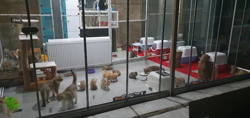 EAGEN SMYRNA CATTERY foto 1