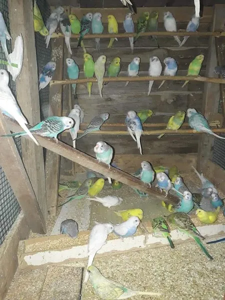 Şereflikoçhisar Evcil Hayvan Dünyası foto 2