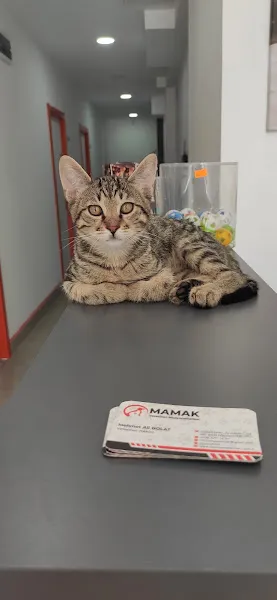 Mamak Veteriner Kliniği foto 2