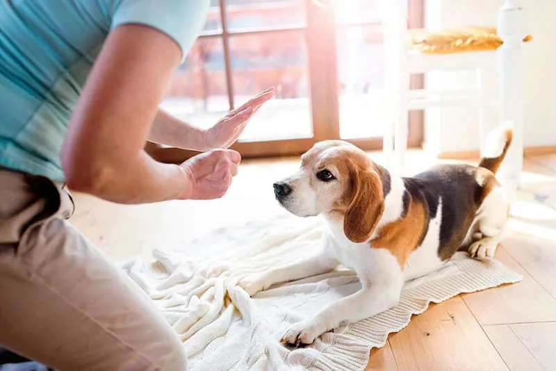 tahahan KÖPEK EĞİTİMİ evcil pet kuaförü EVCİL PET OTELİ İstanbul foto 1